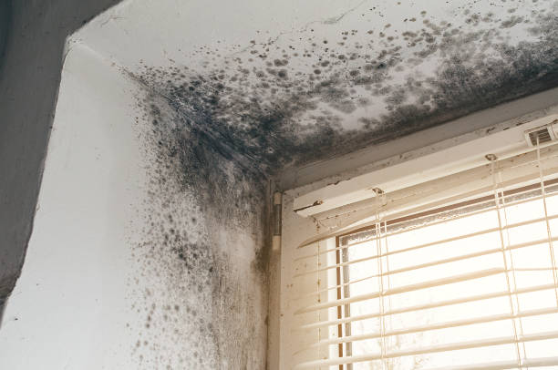 Trusted Black Mold Removal service in Parsippany, NJ - Cheap Mold Removal